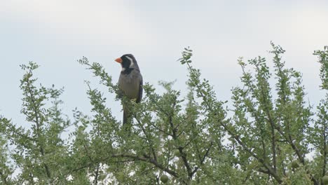 Golden-billed-saltator-bird-balances-perched-on-small-leaf-tree-branch