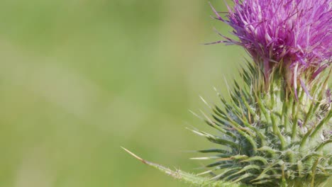 a close-up camera pan reveals a purple thistle flower with spiky green leaves, set against a softly blurred outdoor meadow background in natural daylight