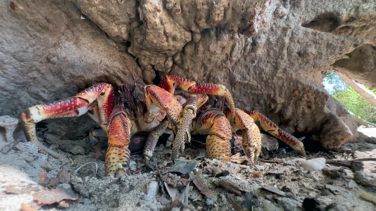 Two Coconut crabs (Birgus latro) hiding under a tree stump on the beach in Zanzibar, Tanzania.
