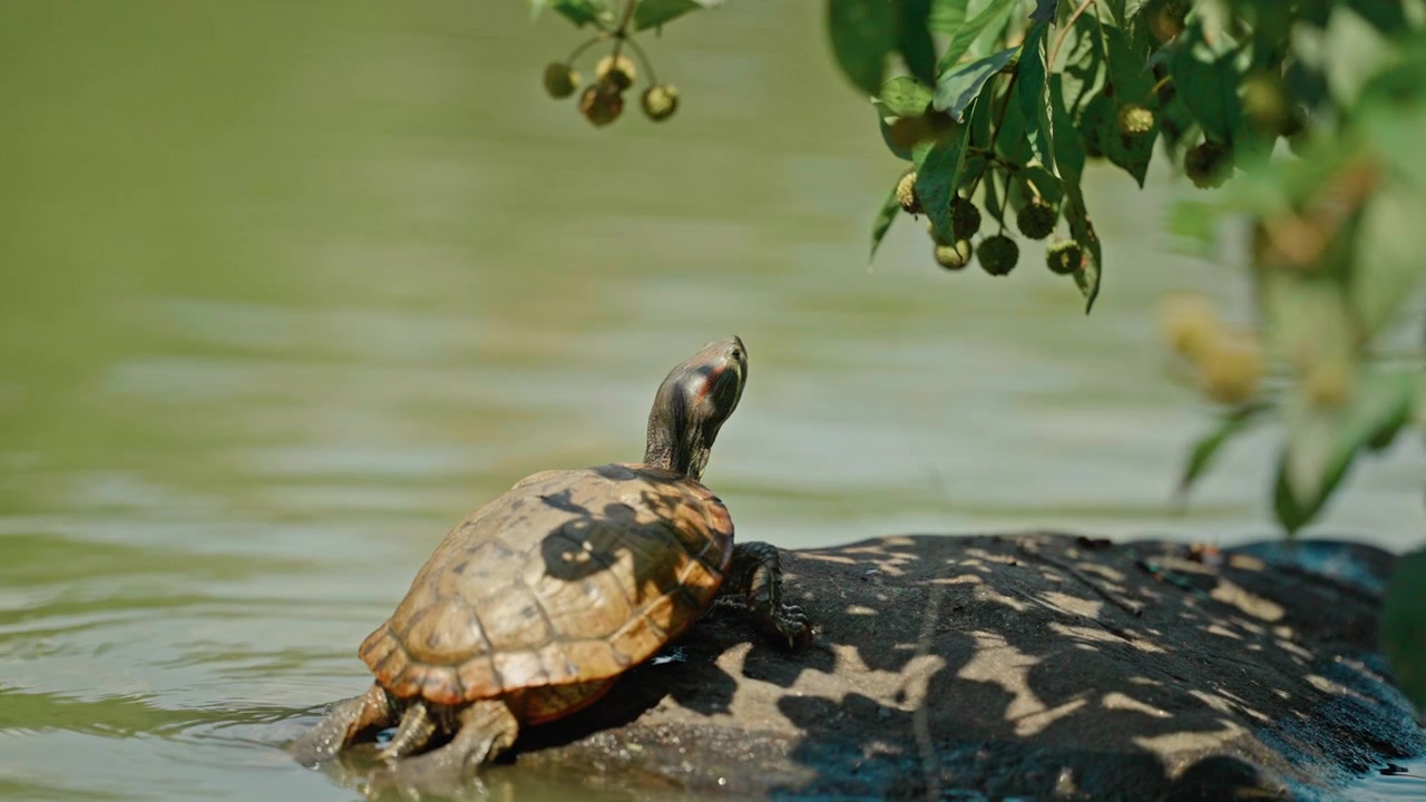 Red-Eared Slider Turtle Resting on a Rock in a Pond