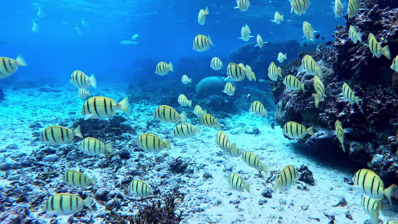 большая школа тропических рифовых рыб плавает в кристально чистой воде - под водой, вид сзади