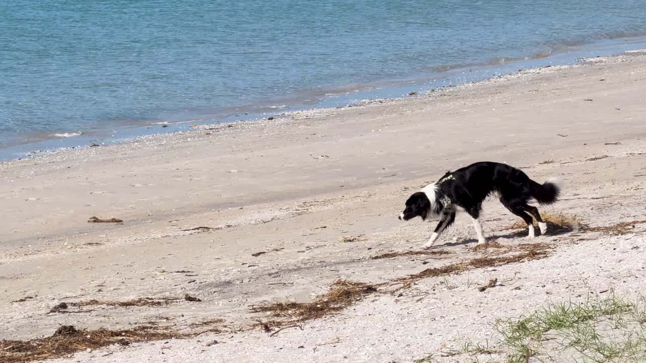 Border Collie walks on wet sand near ocean, bright natural light, steady wide shot