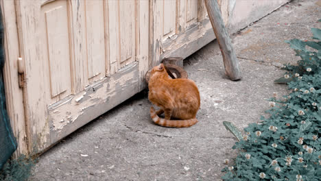 一只猫在玩. 罗马尼亚的布拉索夫的镜头