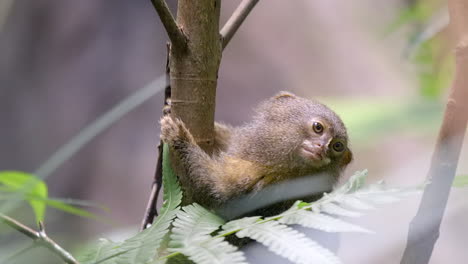 an adorable pygmy marmoset, smallest monkey in the world clinging to a small tree trunk - slow motion