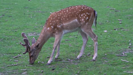 handheld full body shot of an european fallow deer buck grazing in the evening