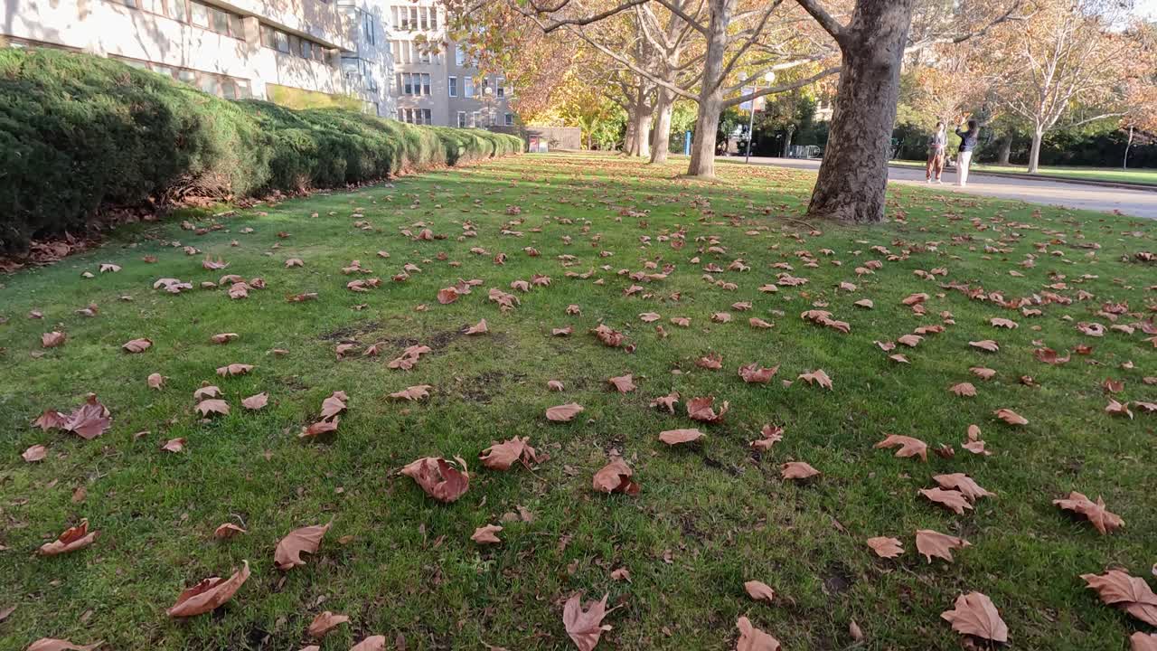 Falling leaves in a serene park setting