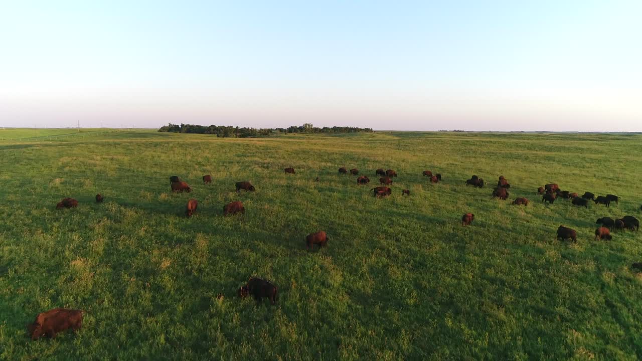 Ripresa aerea con drone 4K che sorvola una grande mandria di bufali nelle pianure del Dakota del Sud, con l'orizzonte che si innalza su pascoli verdi.