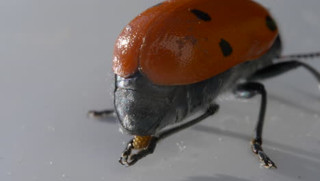 insecte de ladybug sur une surface blanche mangeant, vue macro