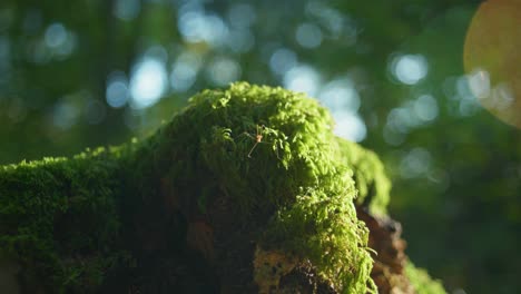 Toma-Macro-De-4k-De-Un-Mosquito-Parado-En-Un-Musgo-Verde,-En-Medio-Del-Bosque,-En-Un-Día-Soleado