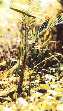 close-up of a vibrant green palm plant in a lush tropical setting