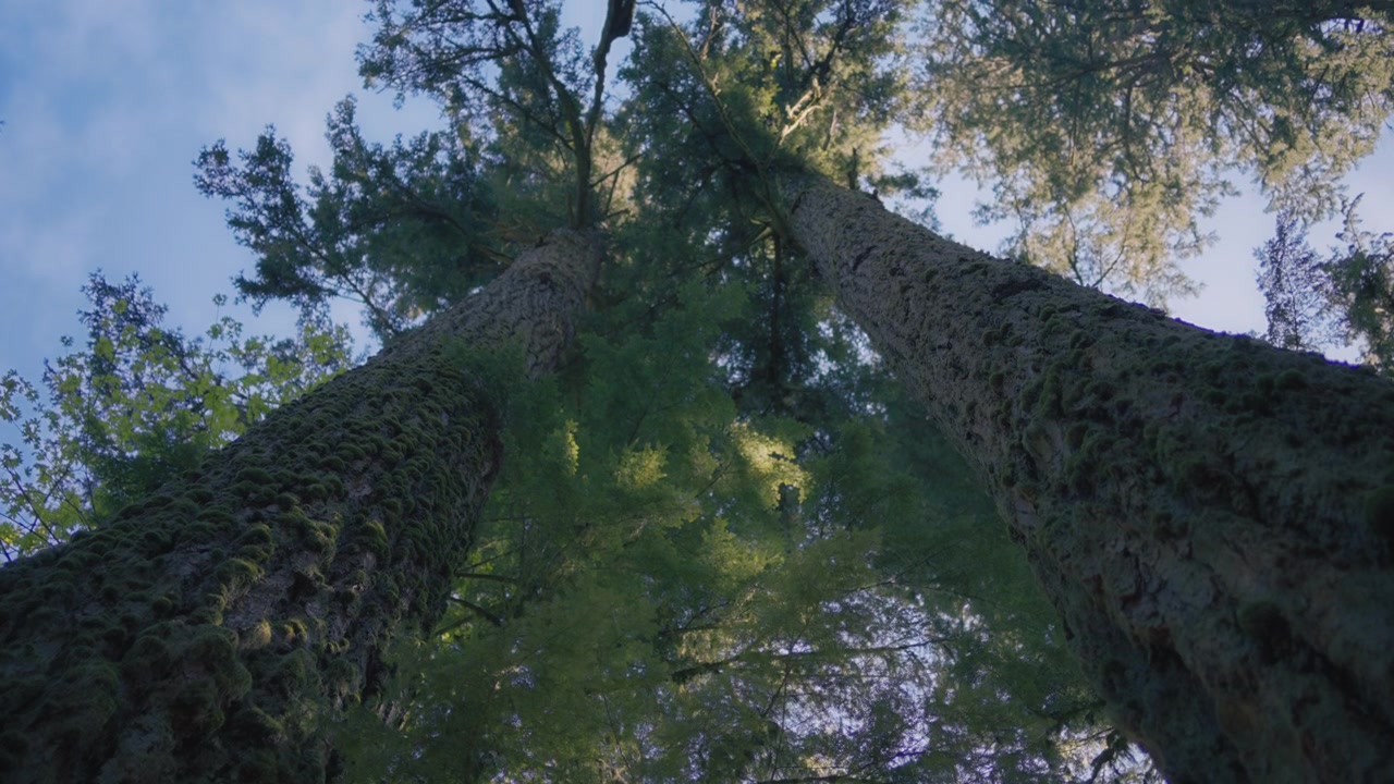 Low wide angle of an old-growth dense pine trees forest covered in moss