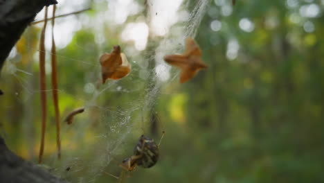 araña y hojas amarillas secas cuelgan en la red en la rama vieja