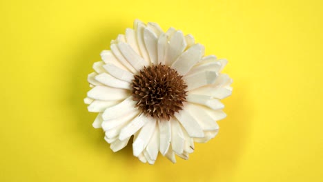 beautiful single daisy flower fast spinning on a rotating yellow background.