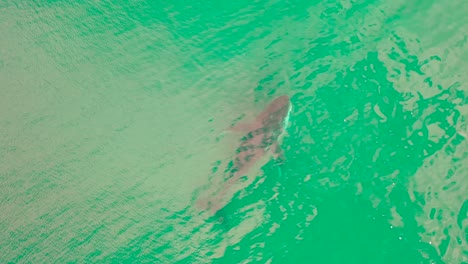 vista aérea de la ballena jorobada en el océano frente a la costa de sudáfrica