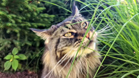 close-up of a maine coon cat munching on grass in the garden