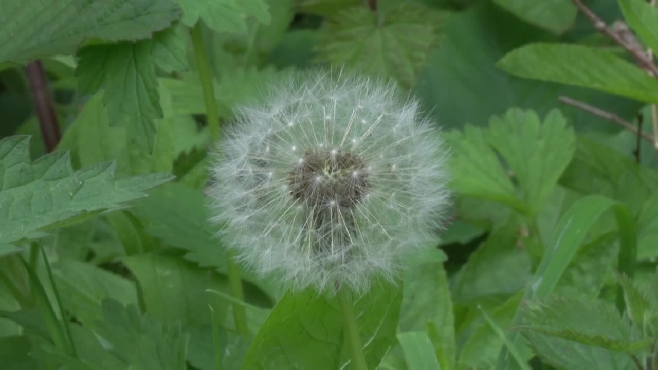 Dandelion seedhead in a hedgerow. Spring. UK