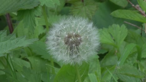 dandelion seedhead in a hedgerow. spring. uk