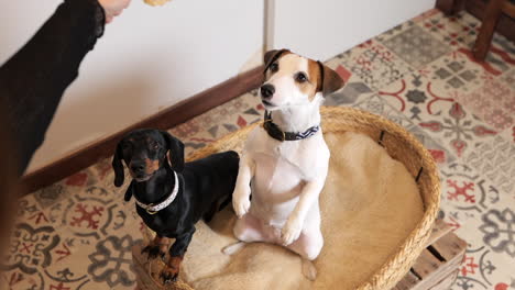 jack russell sitting begging with dachshund in cozy bed with owner offering biscuit treat