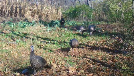 wild turkey strutting along a game trail near a corn field in the midwest in early autumn