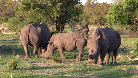 Detail-of-White-rhinos-grazing-calmly.-Static