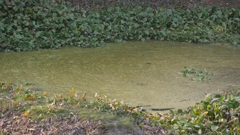 still water pond with algae and plants