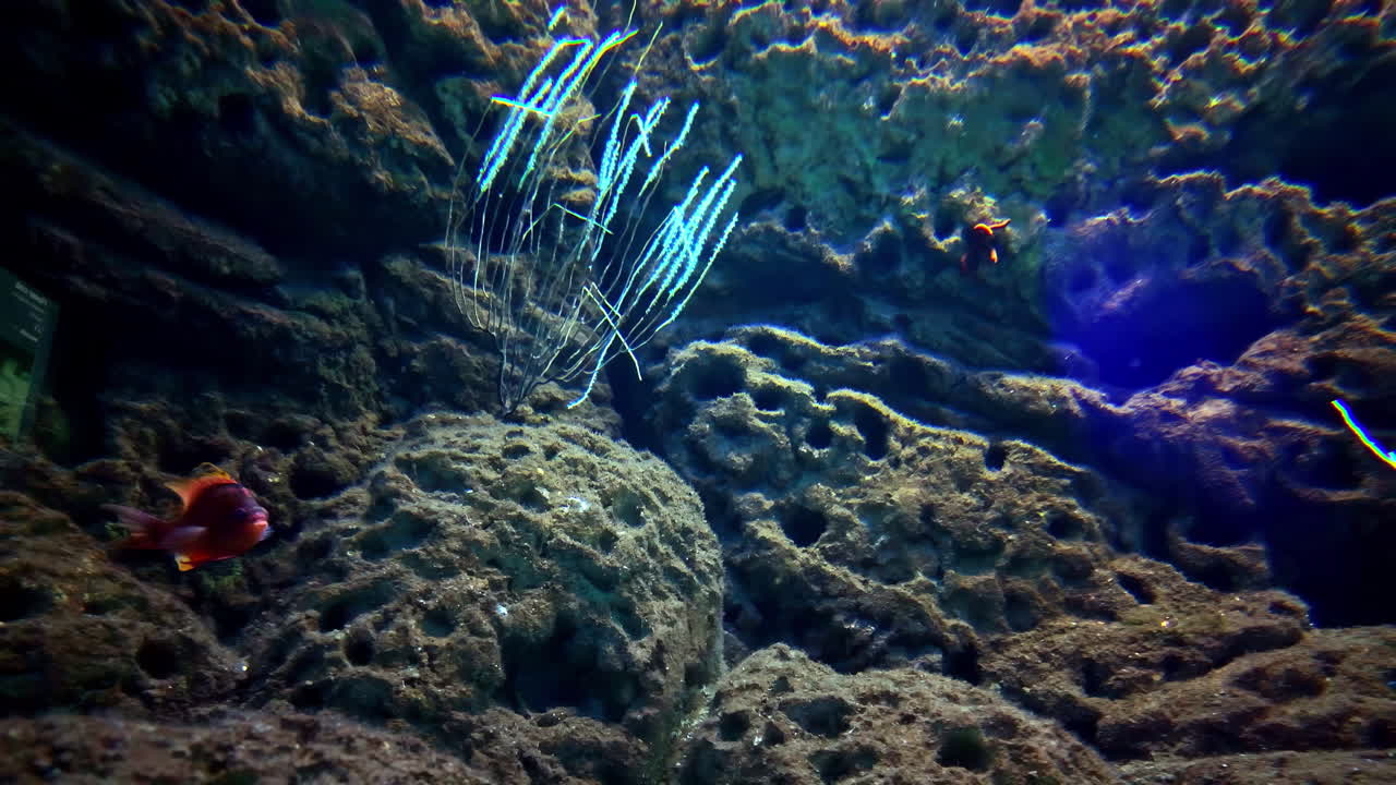 Slow motion shot of aquatic life in CRETAquarium Thalassokosmos at Greece.