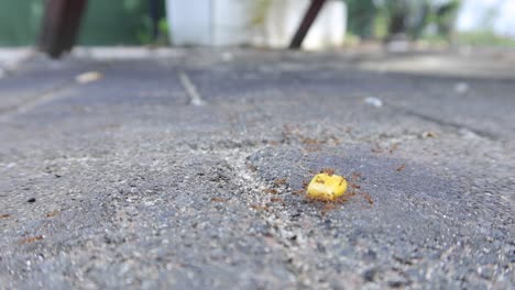 ants gathering food on pavement