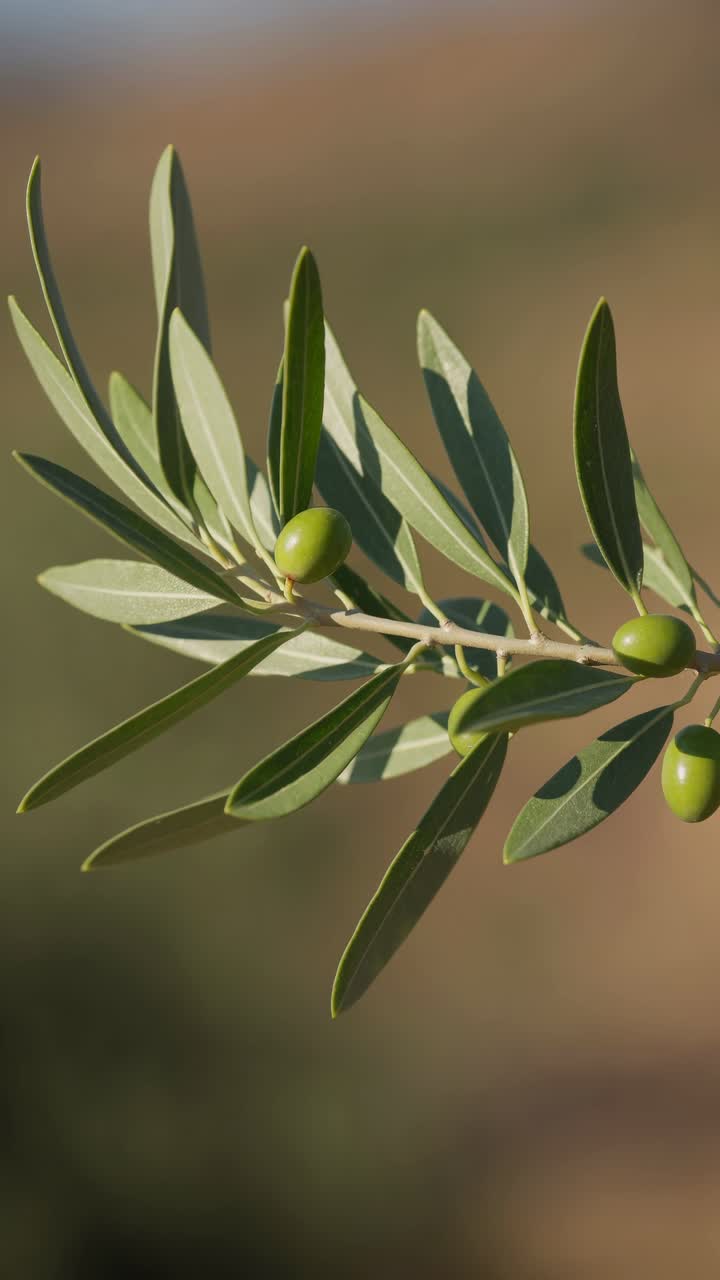 Close-up video of an olive branch with green olives, captured at an upward angle