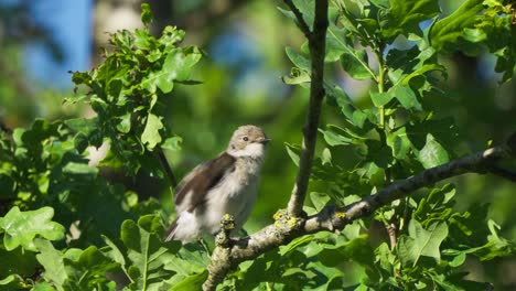 primer plano de un pequeño y lindo papamoscas cerrojillo europeo rascarse el plumaje sentado en una rama de árbol, día