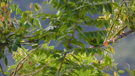 orange chinned parakeet perched on exposed branch waving in wind on blustery day