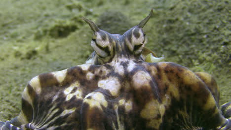 mimic octopus with crab that has been just killed, pan from eyes towards lower mantle