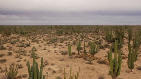 low flight over the desert with cactus