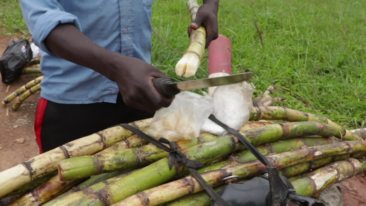 un comerciante de un pueblo africano corta caña de azúcar en un campo en kampala, uganda.