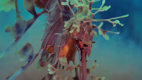 Leafy-Sea-Dragon-with-eggs-4k-slow-motion-South-Australia