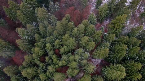 Overhead-View-Coniferous-Forest-In-Postavarul-Massif-Near-The-Poiana-Brasov,-Romania