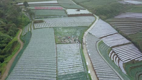 drone video of farmers are harvesting scallion on