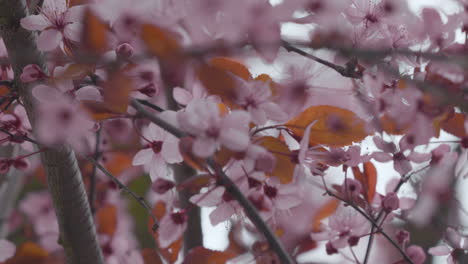 Delicadas-Flores-De-Cerezo-Rosadas-Agrupadas-En-Ramas-Con-Un-Fondo-Suave-De-Color-Naranja-Y-Gris,-Creando-Una-Tranquila-Escena-Primaveral