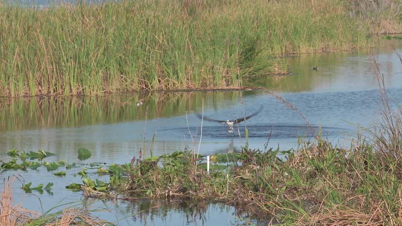 águila mariposa buceando en el agua, atrapando un pez