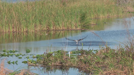 osprey  diving into water, catching a fish