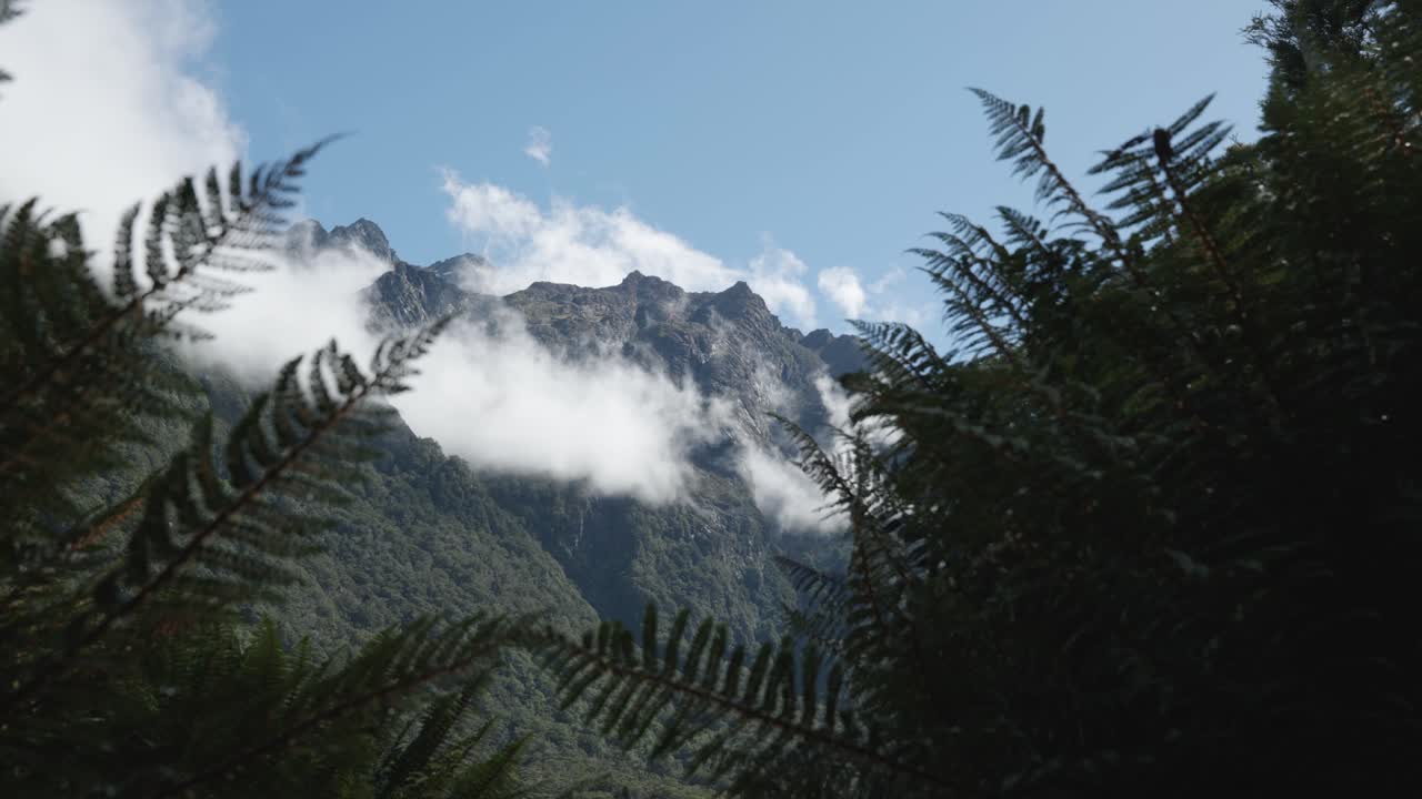 View of mountains in between ferns on a sunny summer day at Routeburn Track, New Zealand.