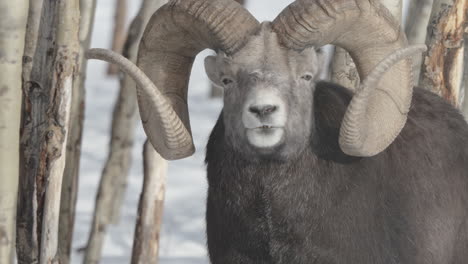 primer plano de un carnero de ovejas de gran cuerno mirando a su alrededor en yukon, canadá