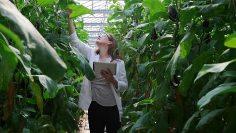 científico examinando plantas y usando una tableta digital en el invernadero 4k