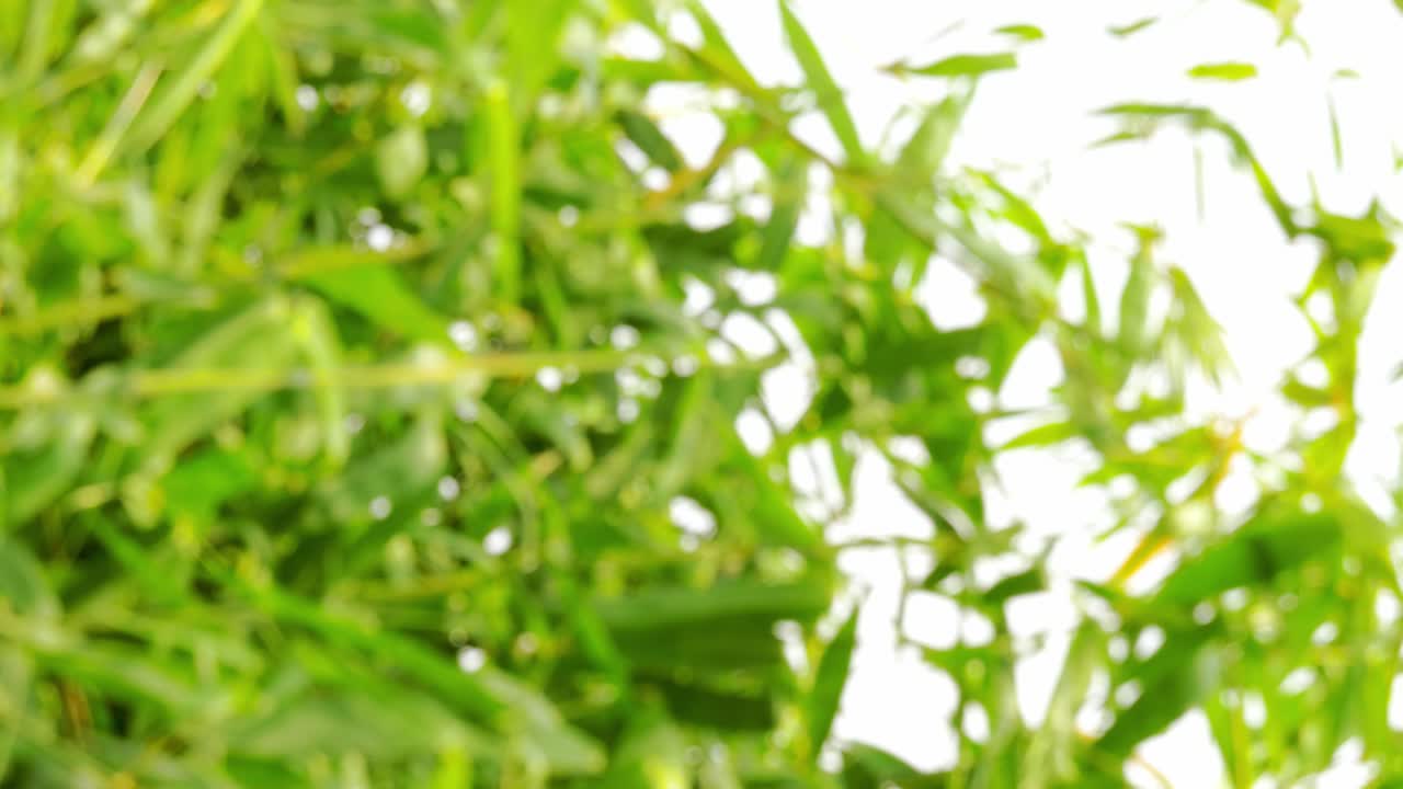 수직 푸티지 - 바람에 부는 열대 녹색 흔들림 대나무 가지의 흐릿한 디포커스 햇빛, 추상 및 보케와 함께 자연 휴식 배경 개념