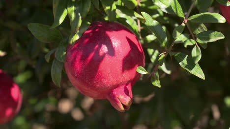 a beautiful ripe red pomegranate hanging in the