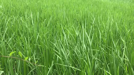 verde fresco de una joven planta de arroz ondeando en un país tropical