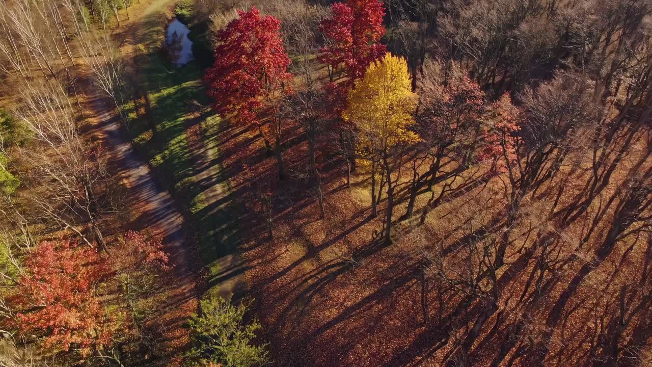 Aerial video captures a vibrant autumn forest with colorful foliage