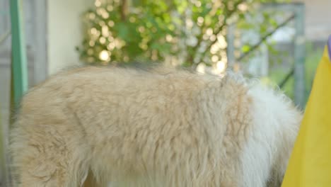 Close-Up-of-Hairy-Collie-Walking-Towards-Camera-and-Turning-Around