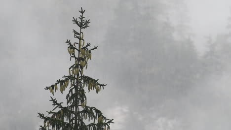 día lluvioso en el valle alpino con nubes bajas, logarska dolina, eslovenia, nubes y niebla moviéndose lentamente detrás de los árboles, clima montañoso impredecible, peligro para excursionistas y escaladores, hd