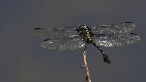 the common flangetail dragonfly is commonly seen in thailand and asia