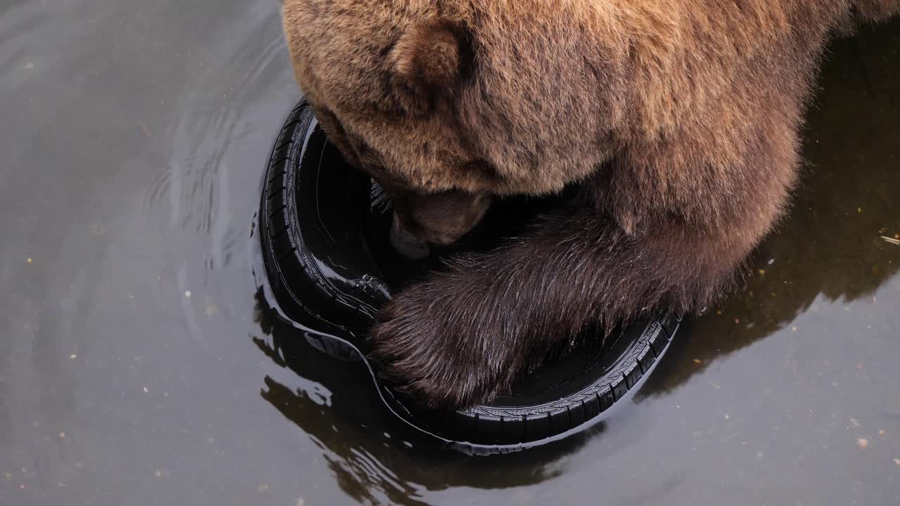 un oso marrón enojado mordiendo con fuerza de un neumático de coche usado, alaska